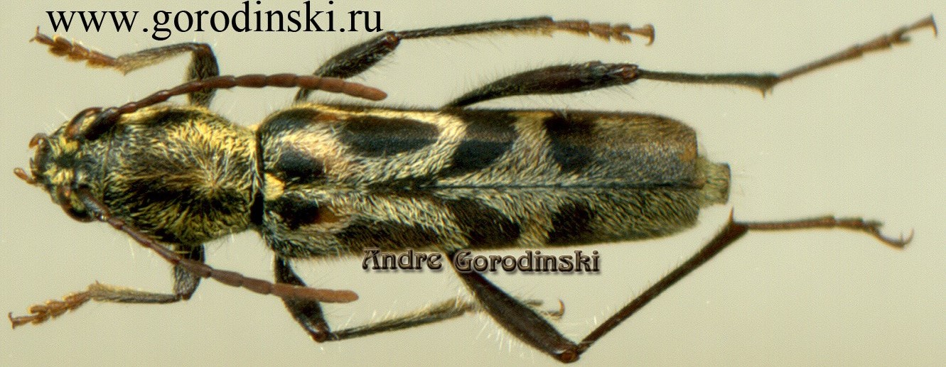 http://www.gorodinski.ru/cerambyx/Perissus sp.1.jpg